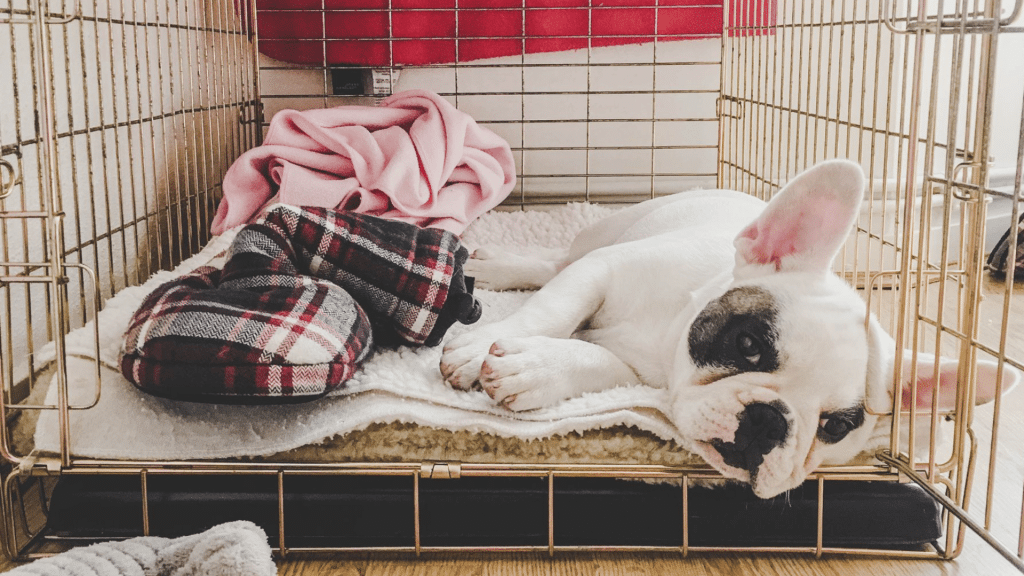 dog resting calmly in a cozy crate with soft bedding blankets and toys during crate training at home