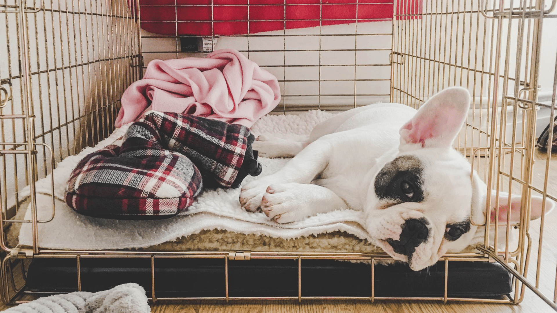 dog resting calmly in a cozy crate with soft bedding blankets and toys during crate training at home