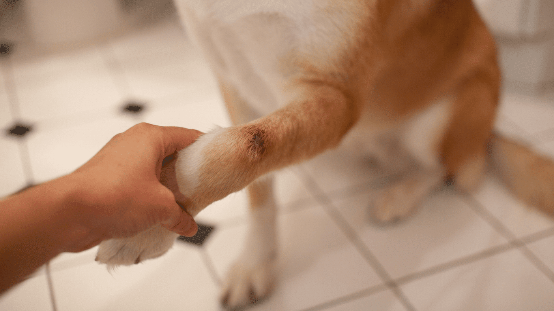 dog with a small healing wound on its front leg while a person gently holds its paw indoors