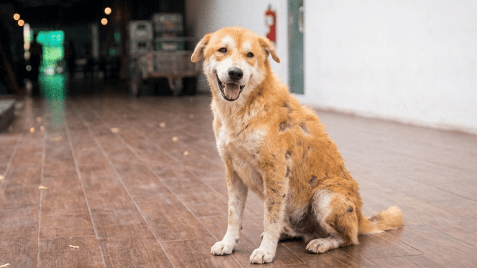 dog with patchy hair loss sitting indoors showing signs of mange or skin infection on fur coat