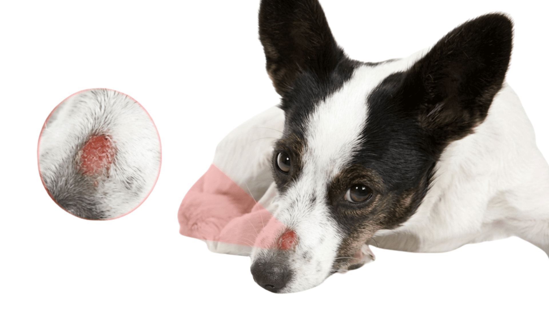 dog with ringworm hair loss and red skin patch on nose close up view