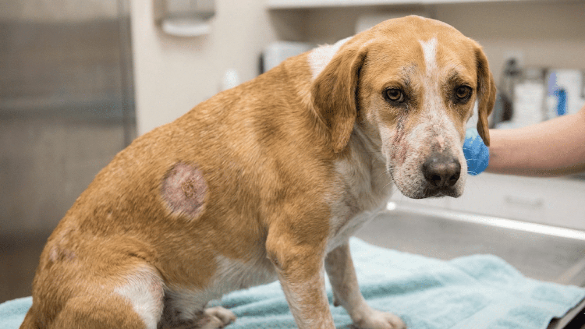 dog with round hair loss patch on body during veterinary skin check for ringworm or mange infection