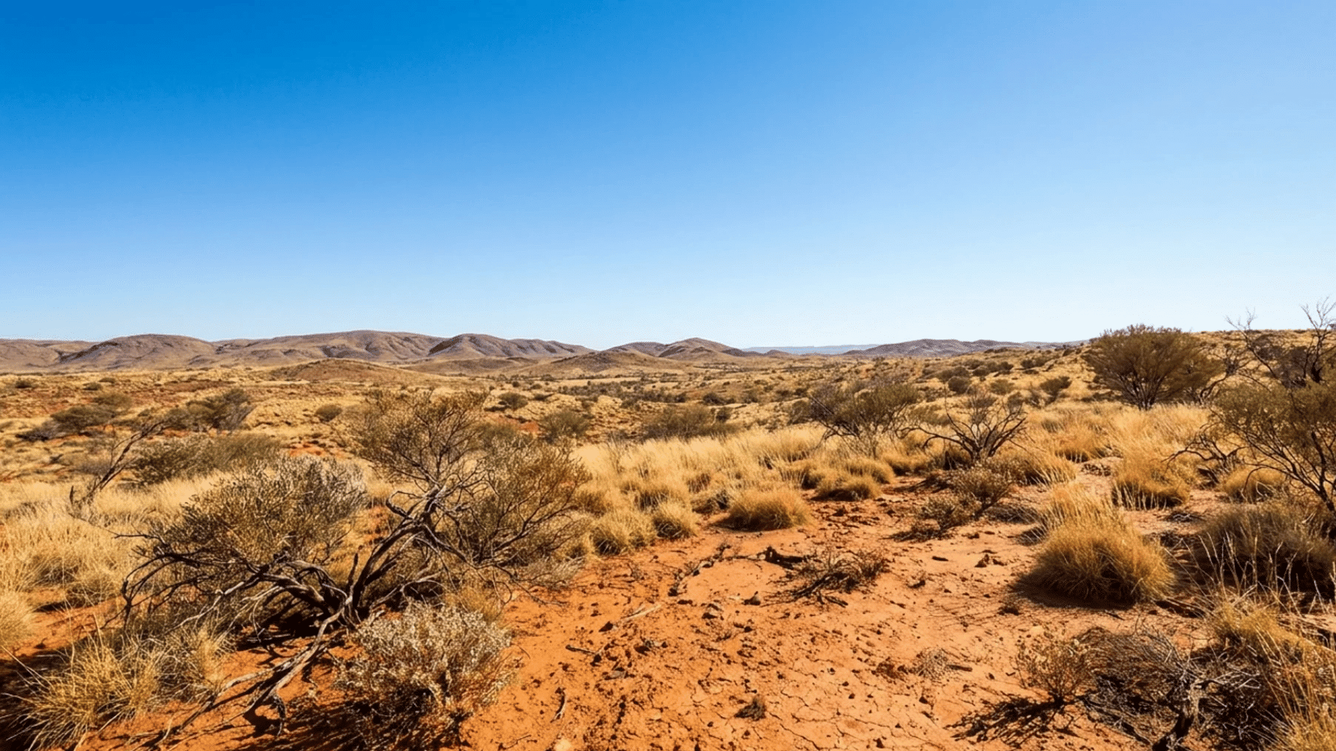 dry desert landscape with red soil scattered shrubs and golden grasses stretching toward low distant hills