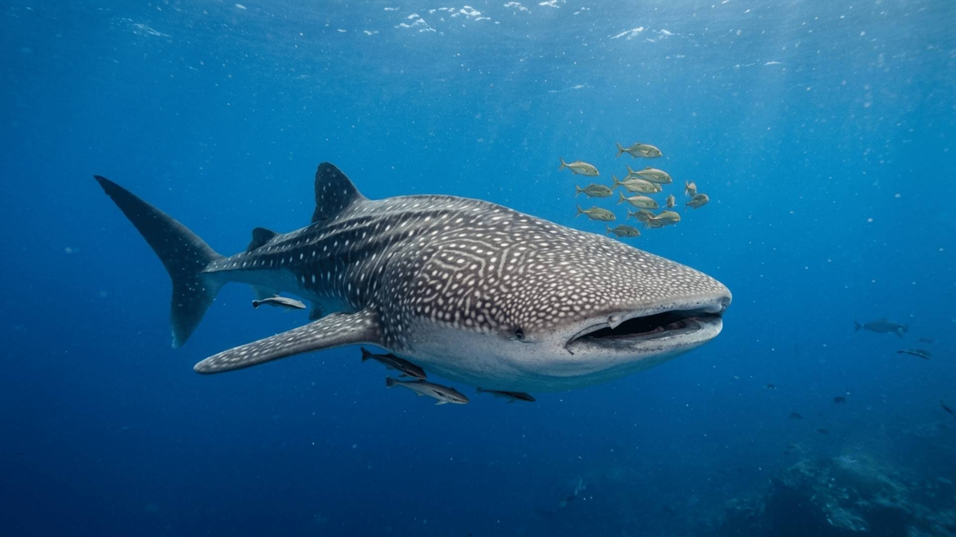 endangered whale sharks swim through open waters while facing risks from fishing and boat traffic