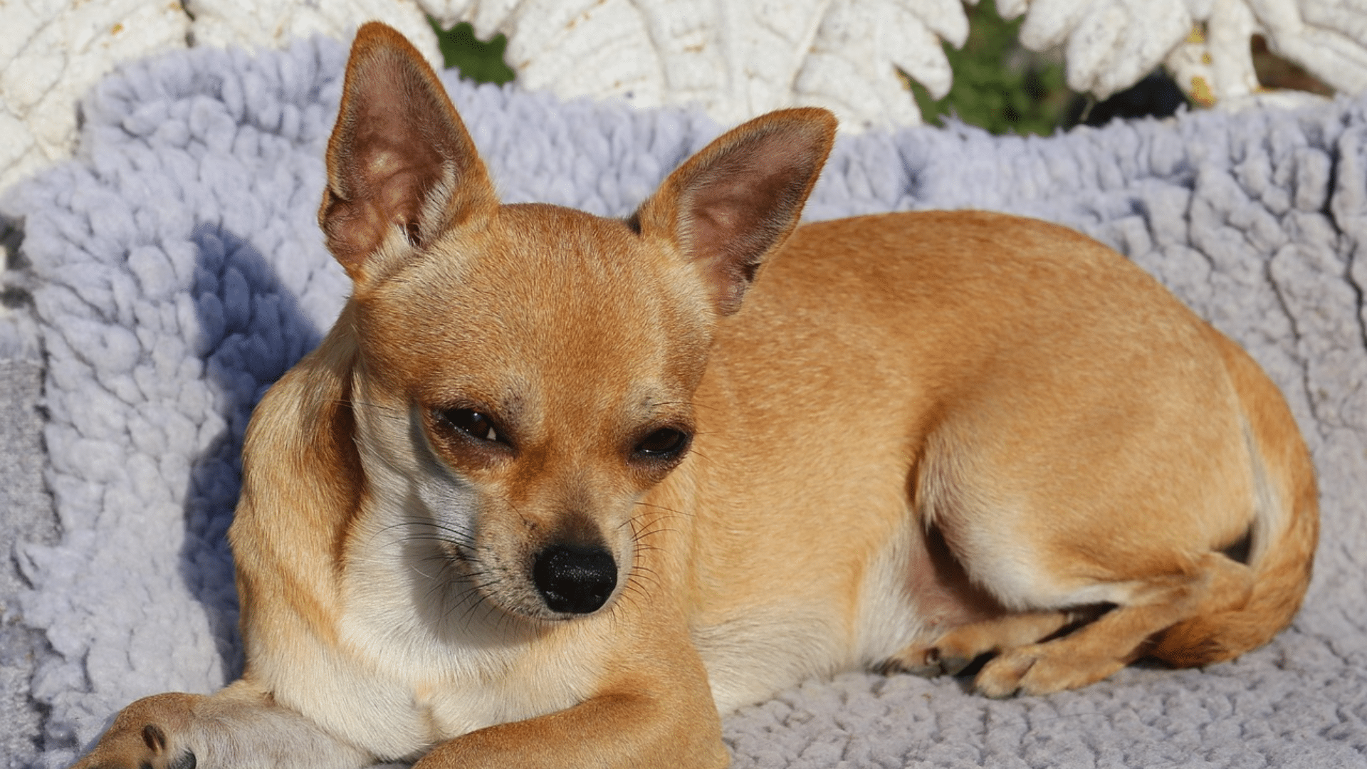 fawn chihuahua with a light tan coat standing in sunlight with an alert expression