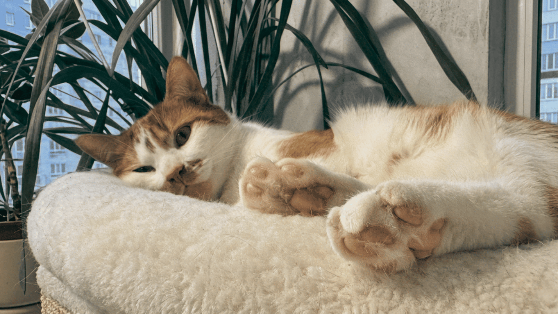 fluffy calico cat with one eye partly closed resting calmly against a light background