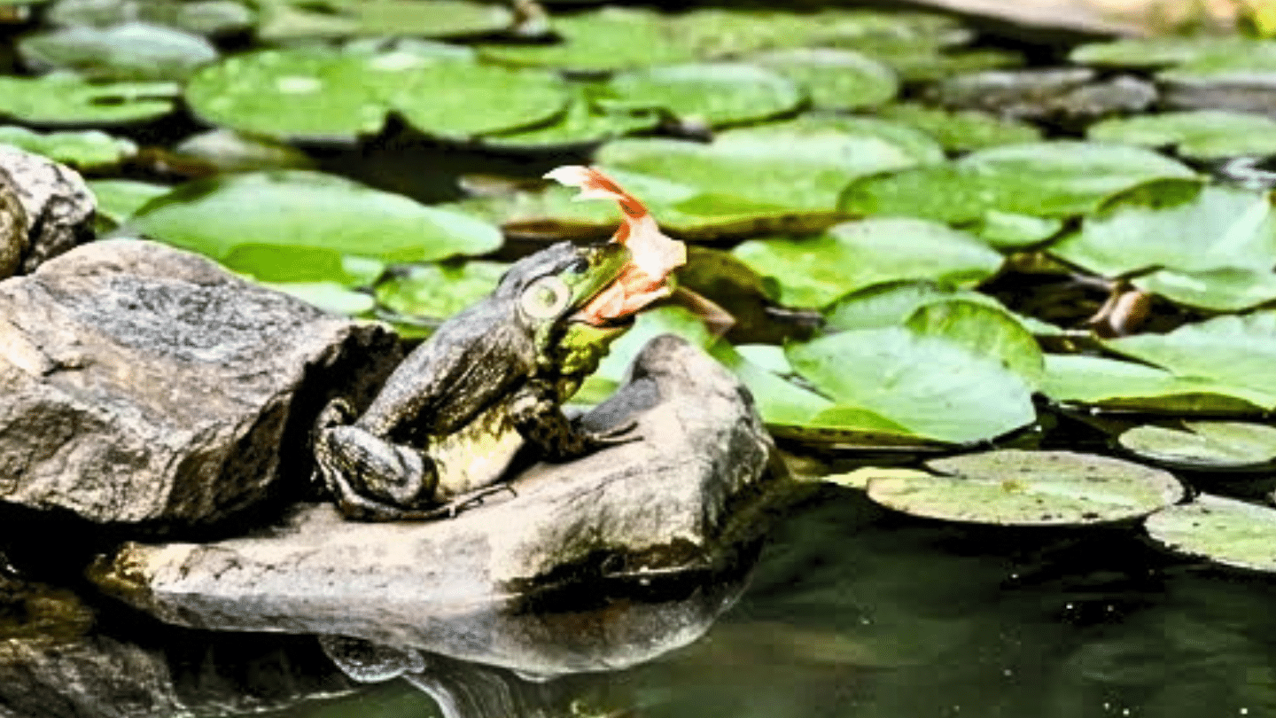 frog sitting on a rock beside a pond with lily pads holding a fish in its mouth surrounded by garden plants and water lilies