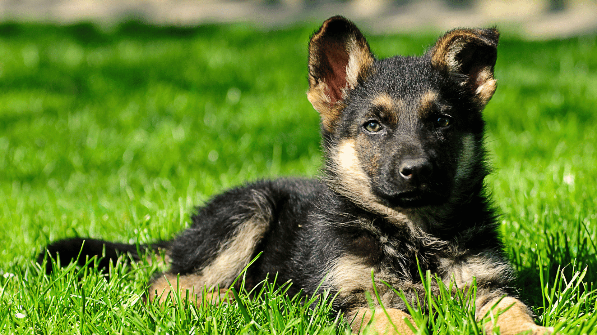 german shepherd puppy resting on green grass with alert ears and a healthy bright appearance