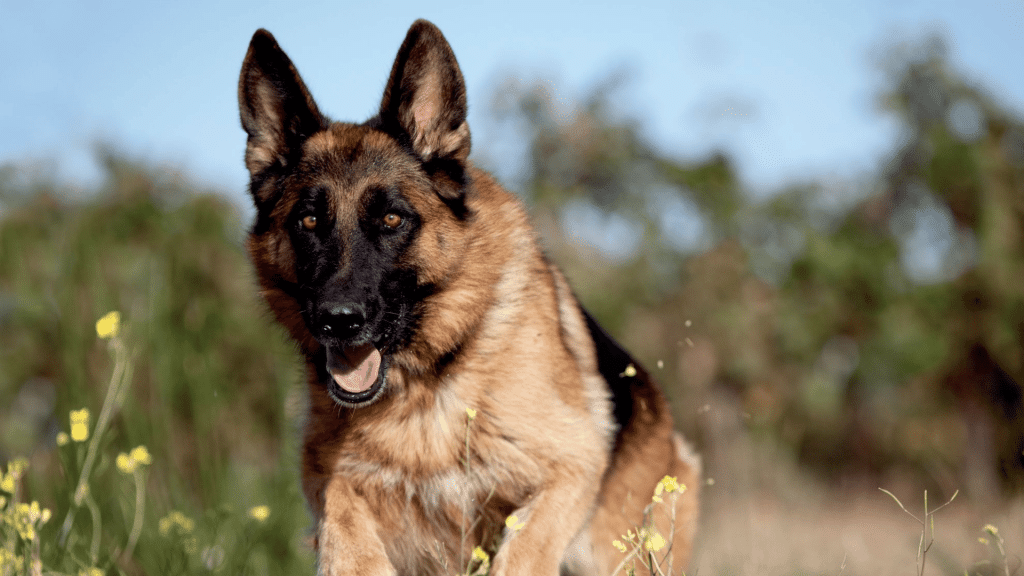 german shepherd running through a grassy field with alert ears and a healthy strong appearance