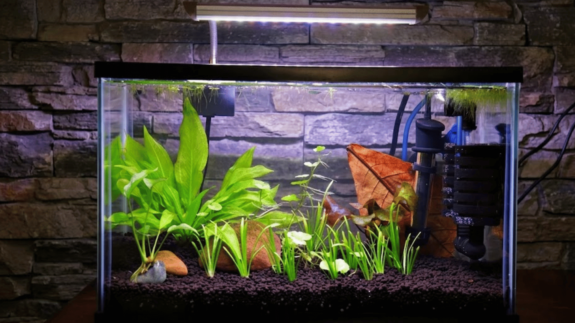 glass aquarium with green aquatic plants dark substrate and filter under led light against a stone wall backdrop