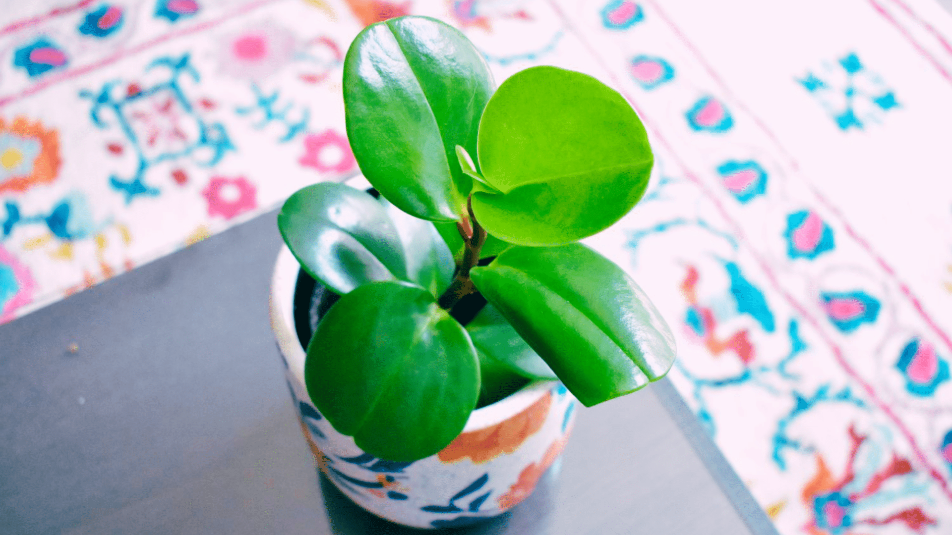 glossy baby rubber plant in modern pot