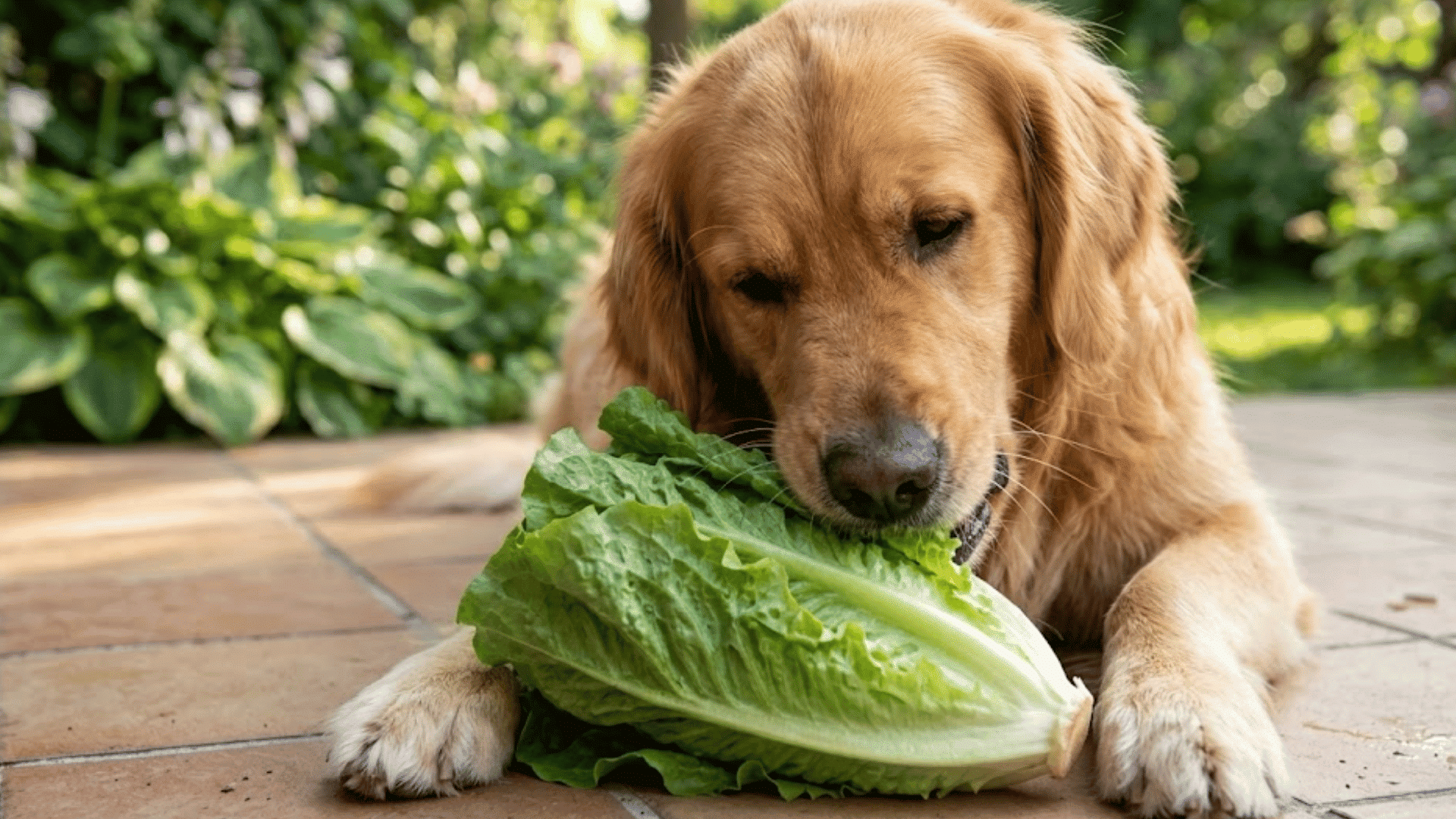 golden retriever eating fresh romaine lettuce on a patio beside green garden plants in soft sunlight
