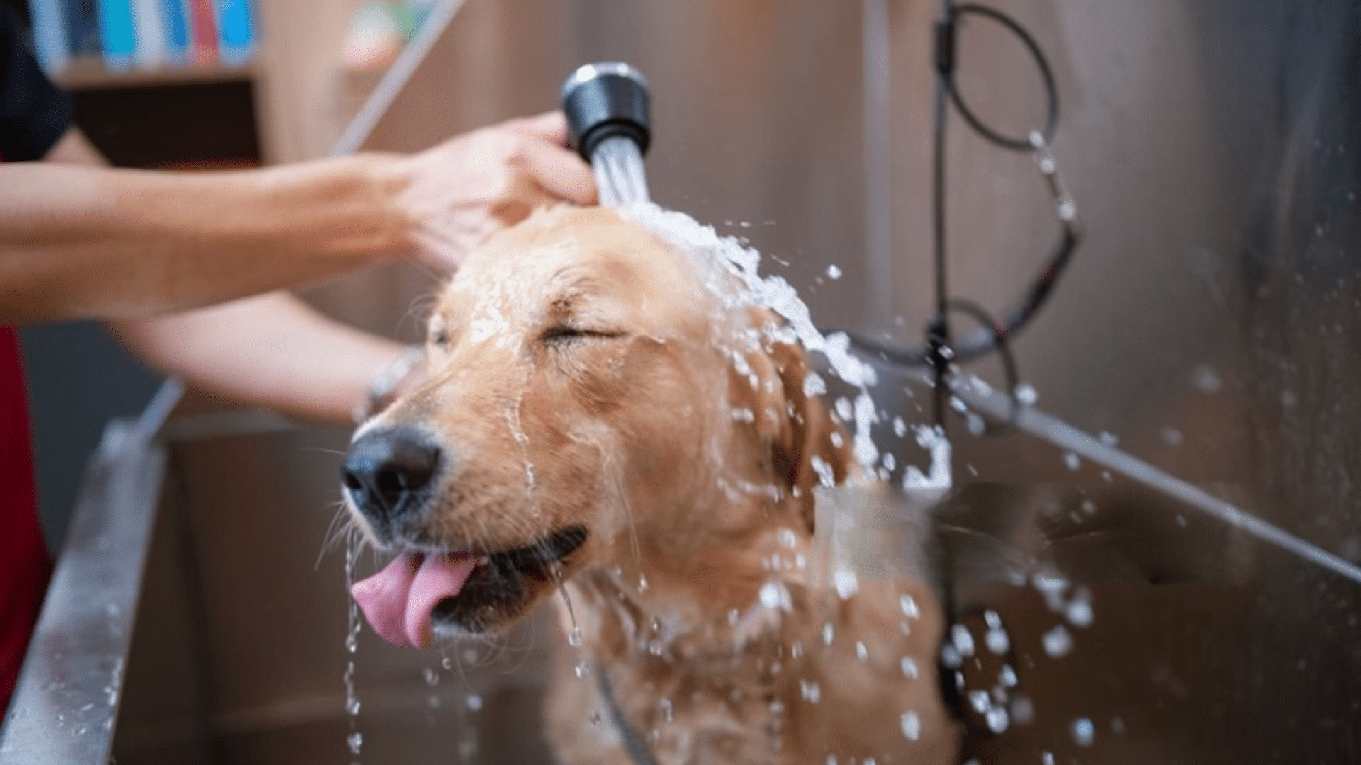 golden retriever enjoying a bath with water splashing