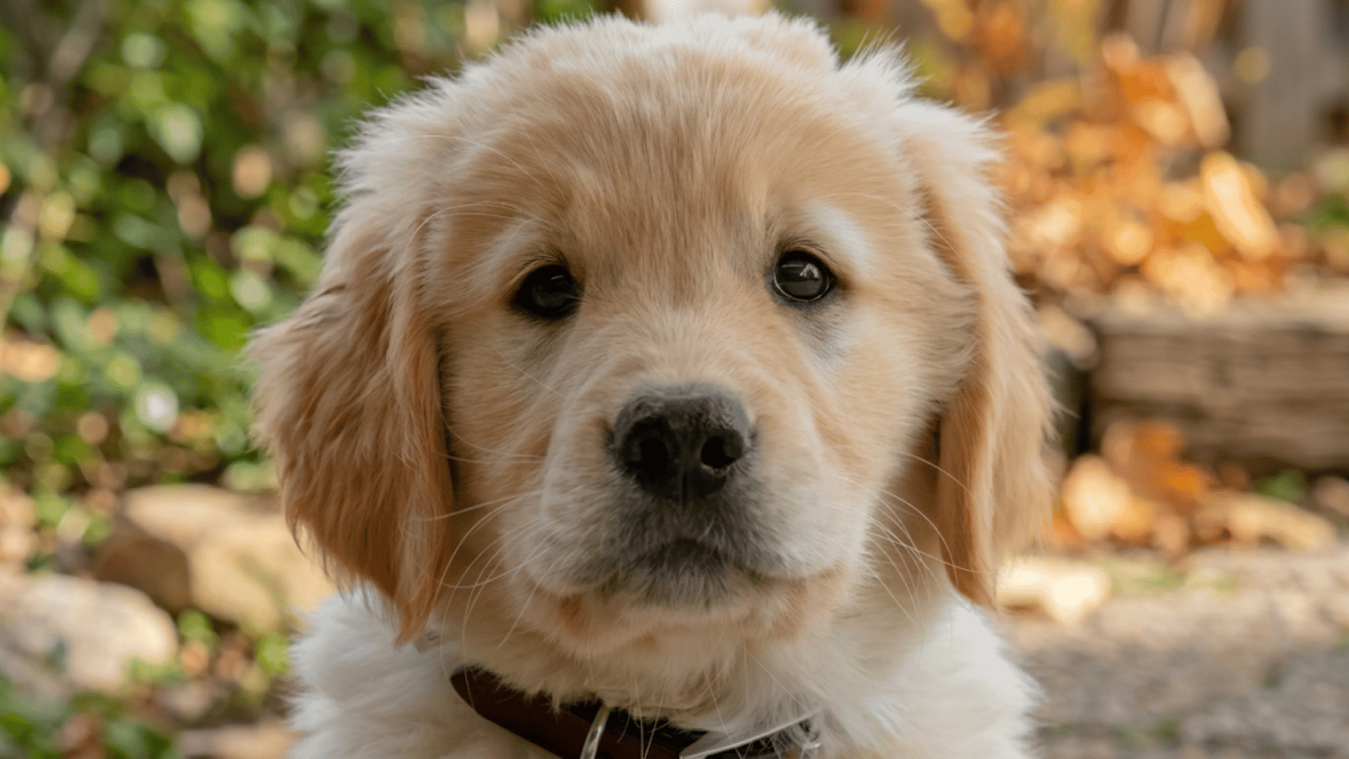 golden retriever puppy with soft fur dark eyes and floppy ears looking at the camera