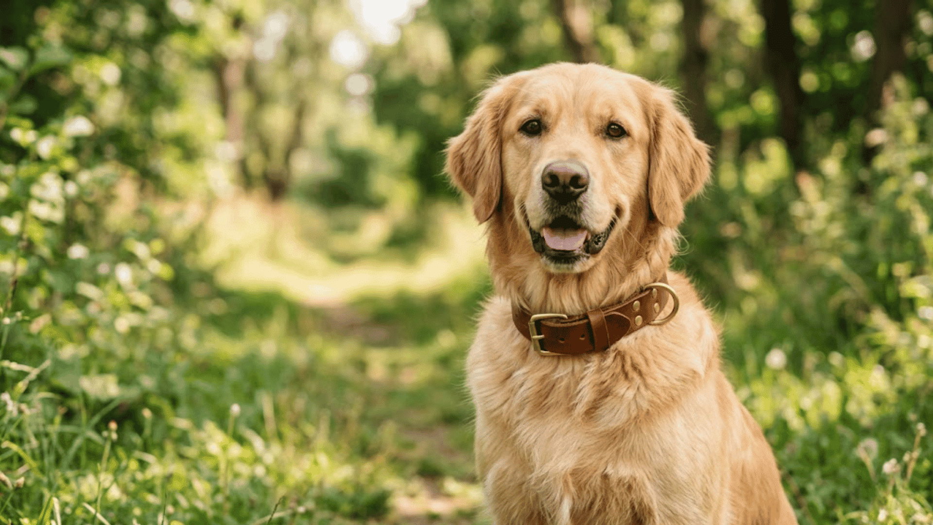 golden retriever wearing a brown leather collar sitting on a forest trail surrounded by green trees and sunlight