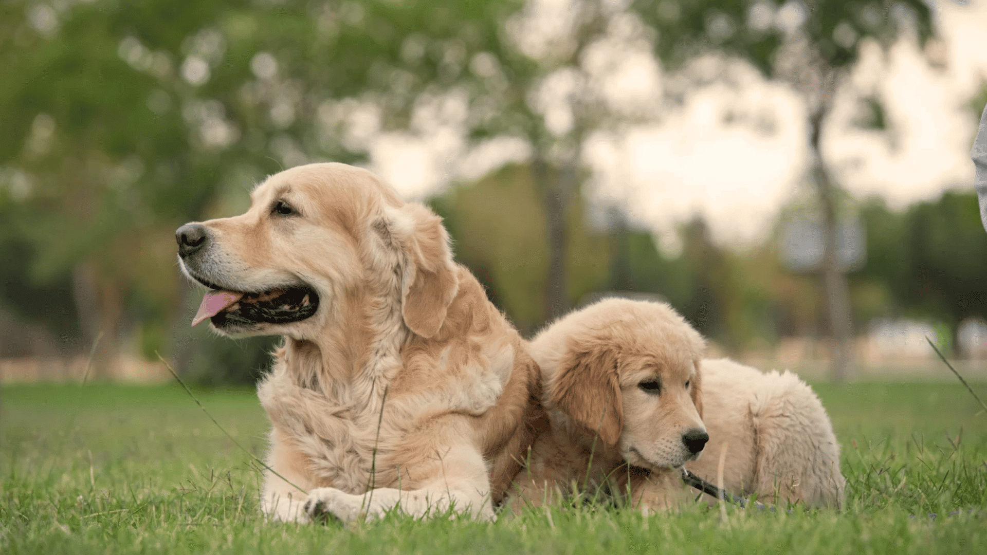 golden retriever with puppy resting together on green grass in a park outdoors with trees in background