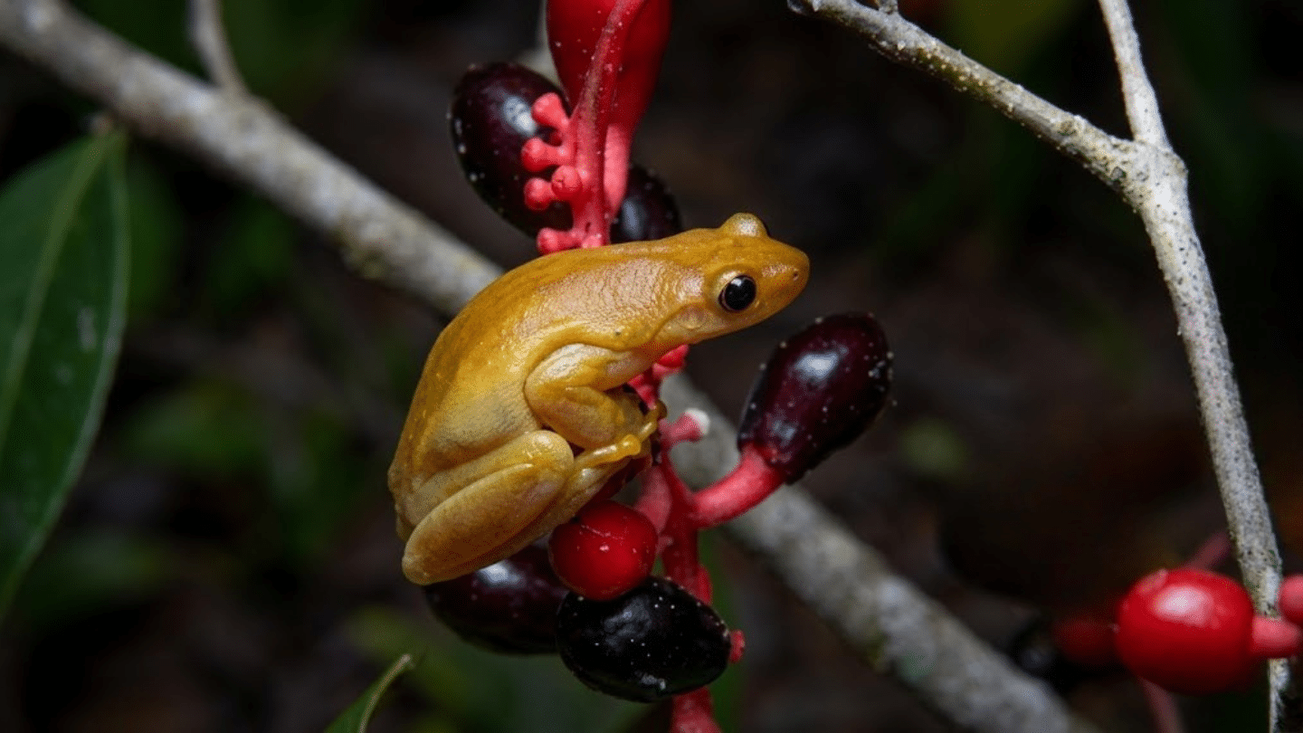 golden tree frog perched on red and dark purple berries among slender branches in a tropical forest setting