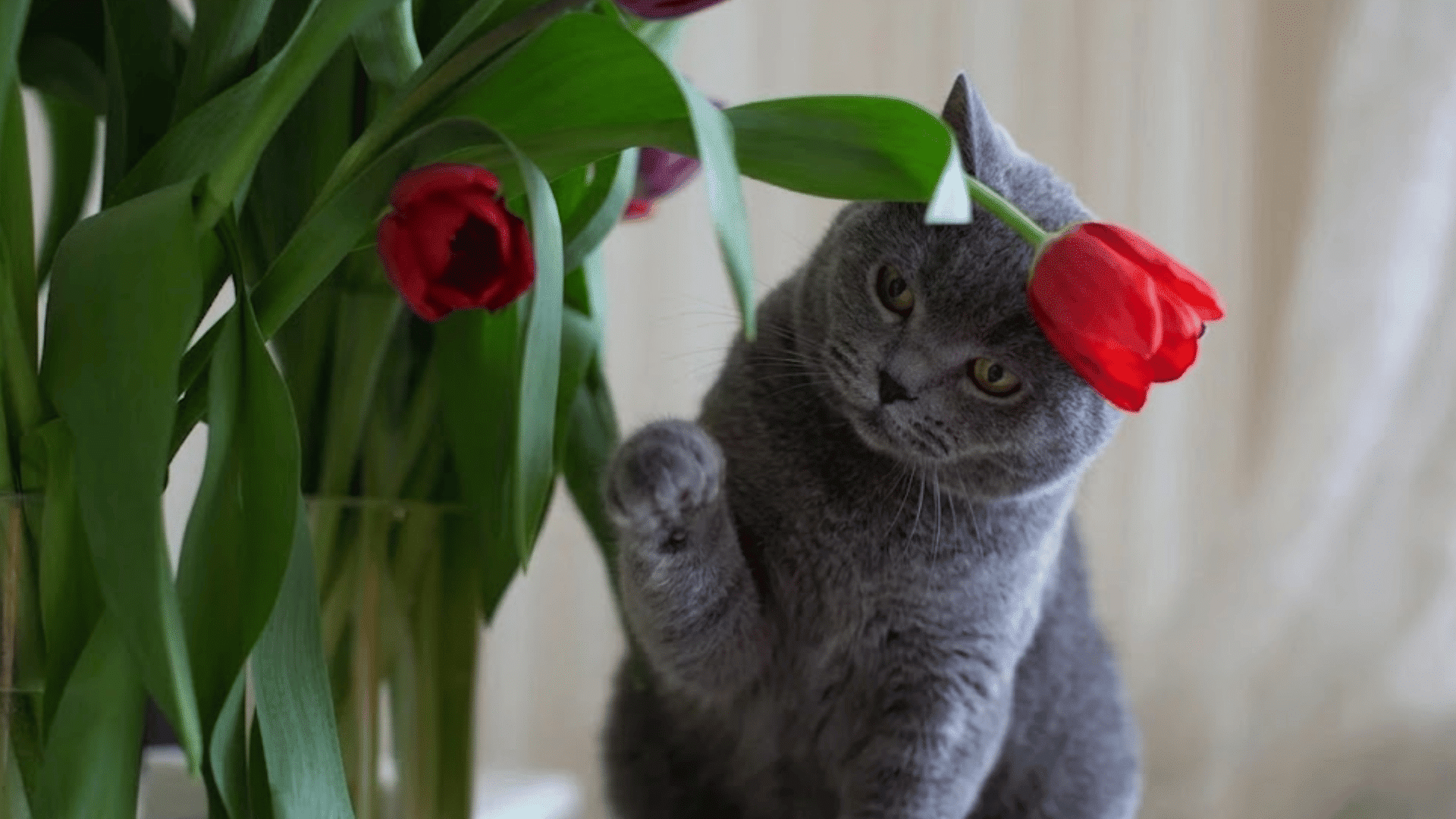 gray cat reaching toward red tulips beside a glass vase indoors with a curious playful expression