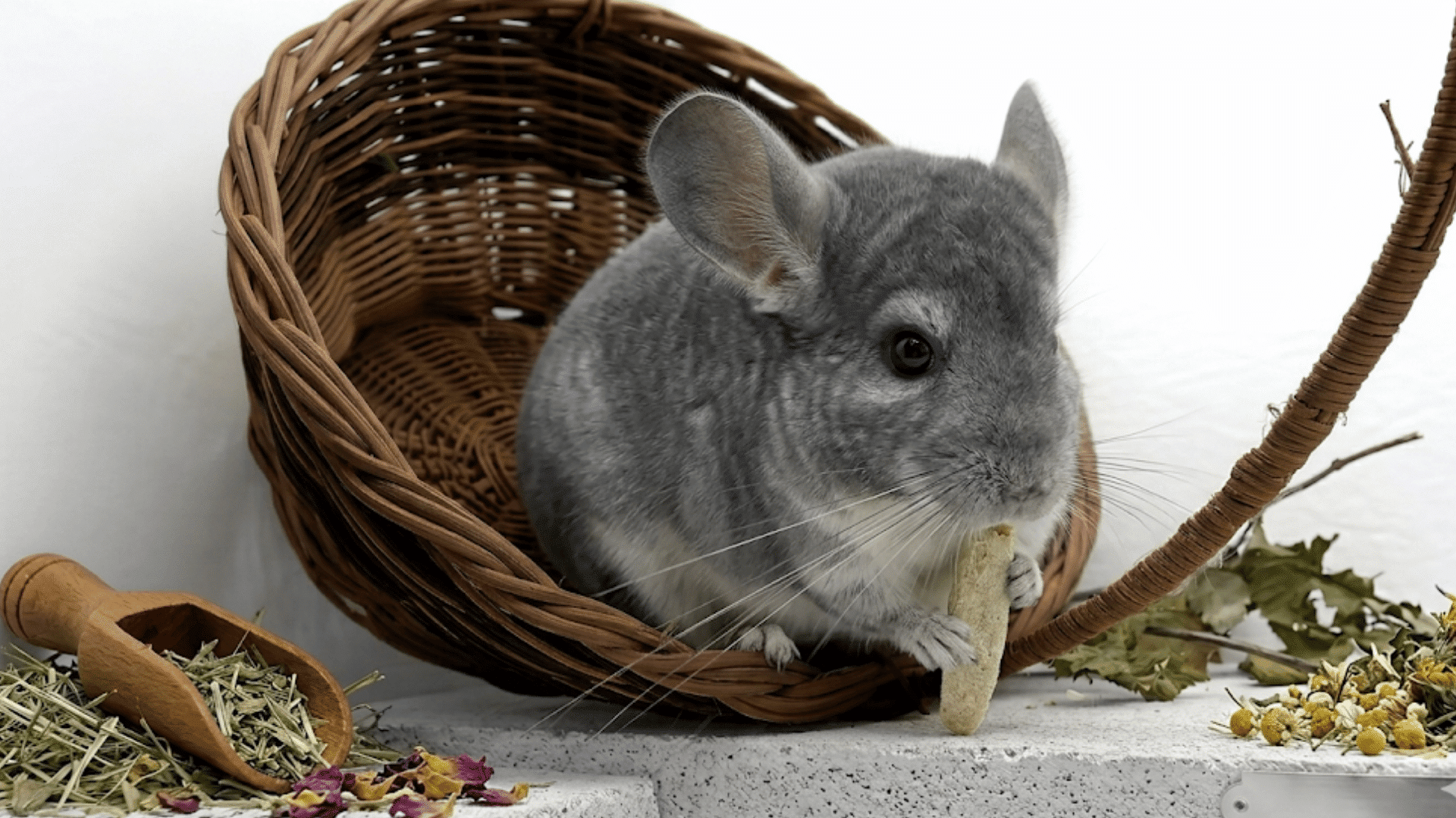gray chinchilla sitting in a wicker basket holding a treat with dried flowers and hay scattered nearby on a ledge
