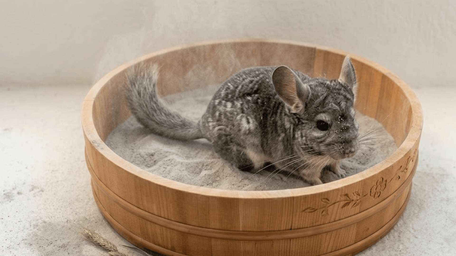 gray chinchilla sitting in a wooden dust bath bowl with fine sand on its fur and a fluffy tail curled behind it