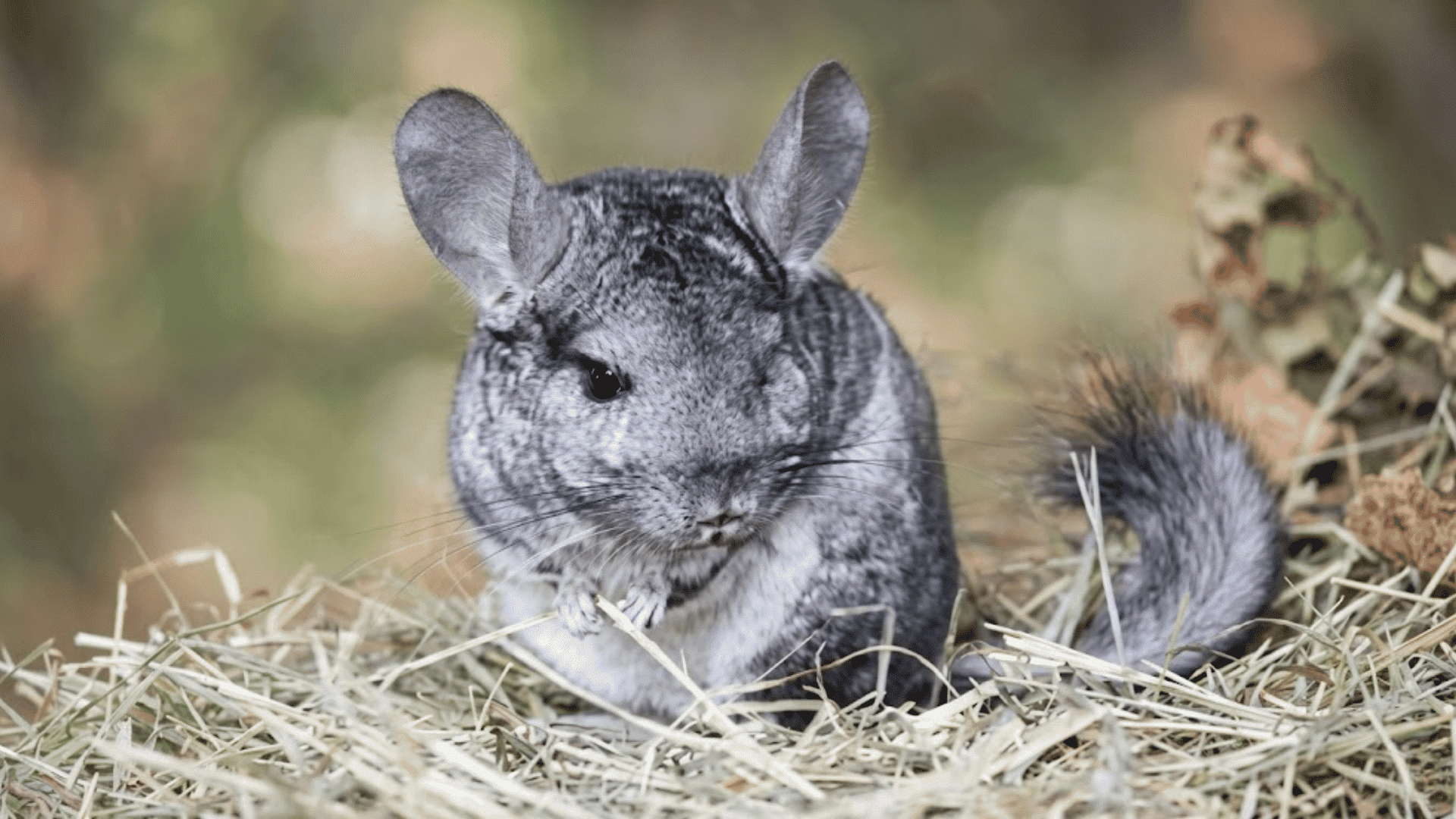gray chinchilla sitting on dry hay with soft green background fluffy tail and large ears visible