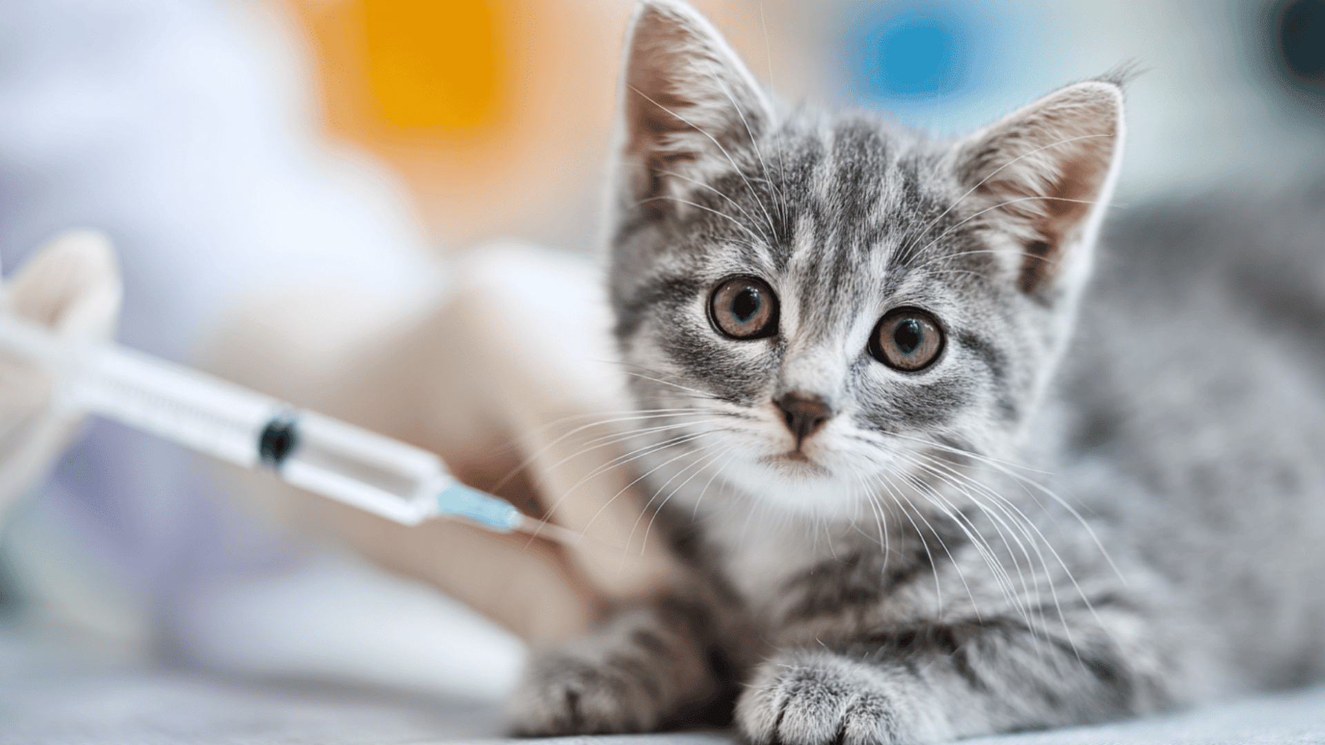 gray kitten during vaccine visit with syringe near body at vet clinic and soft blurred medical background (3)
