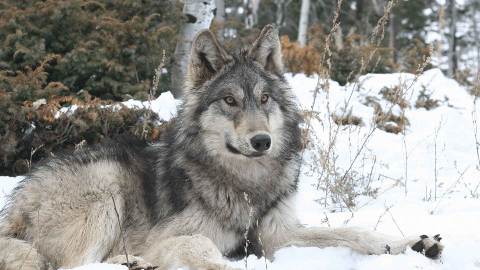 gray wolf resting on snowy ground in a winter forest with thick fur and alert eyes watching nearby surroundings