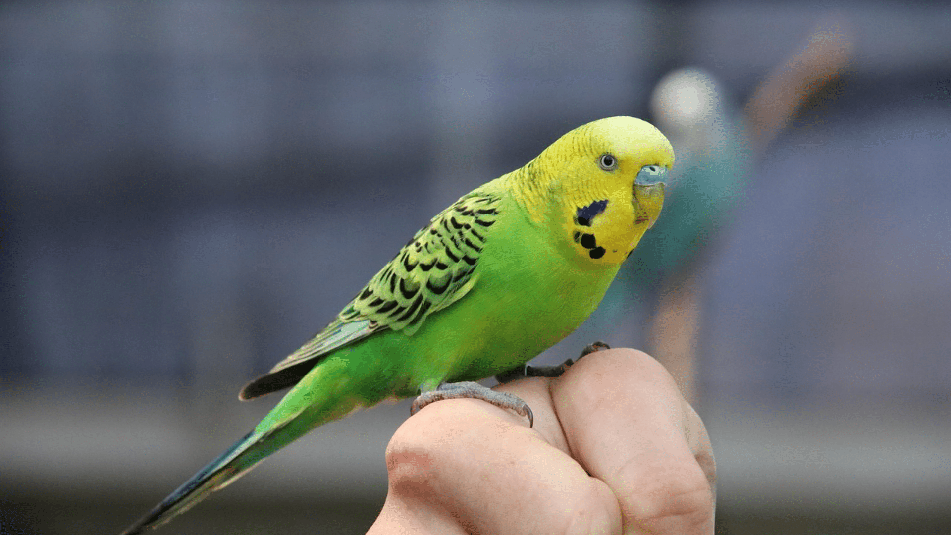 green budgie perched on a person hand