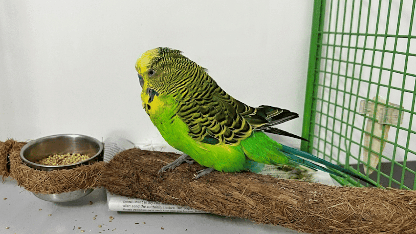 green budgie sitting on a wooden perch inside a cage beside a food bowl with scattered bird seeds