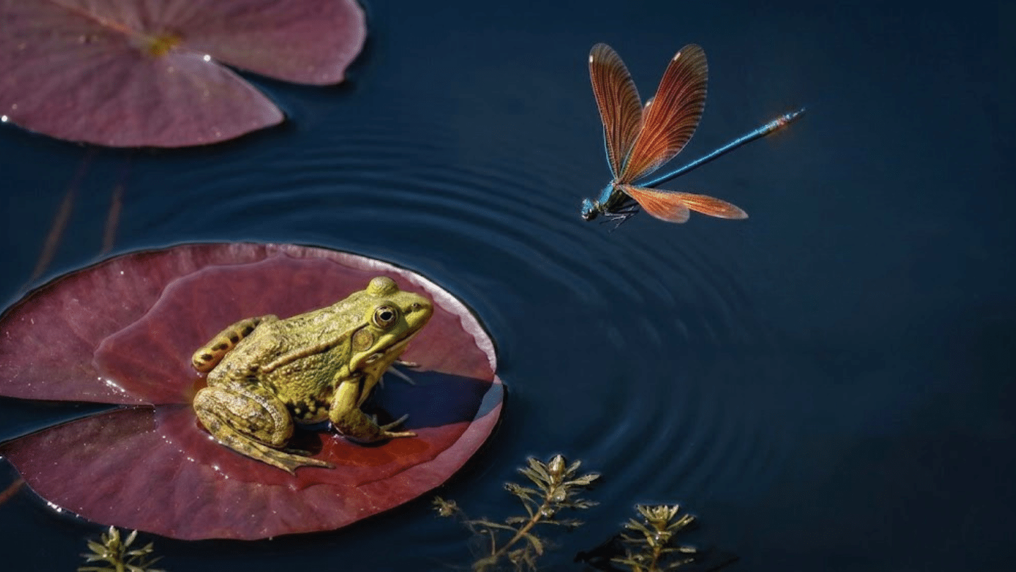 green frog resting on a lily pad in calm water watching a dragonfly glide above gentle ripples