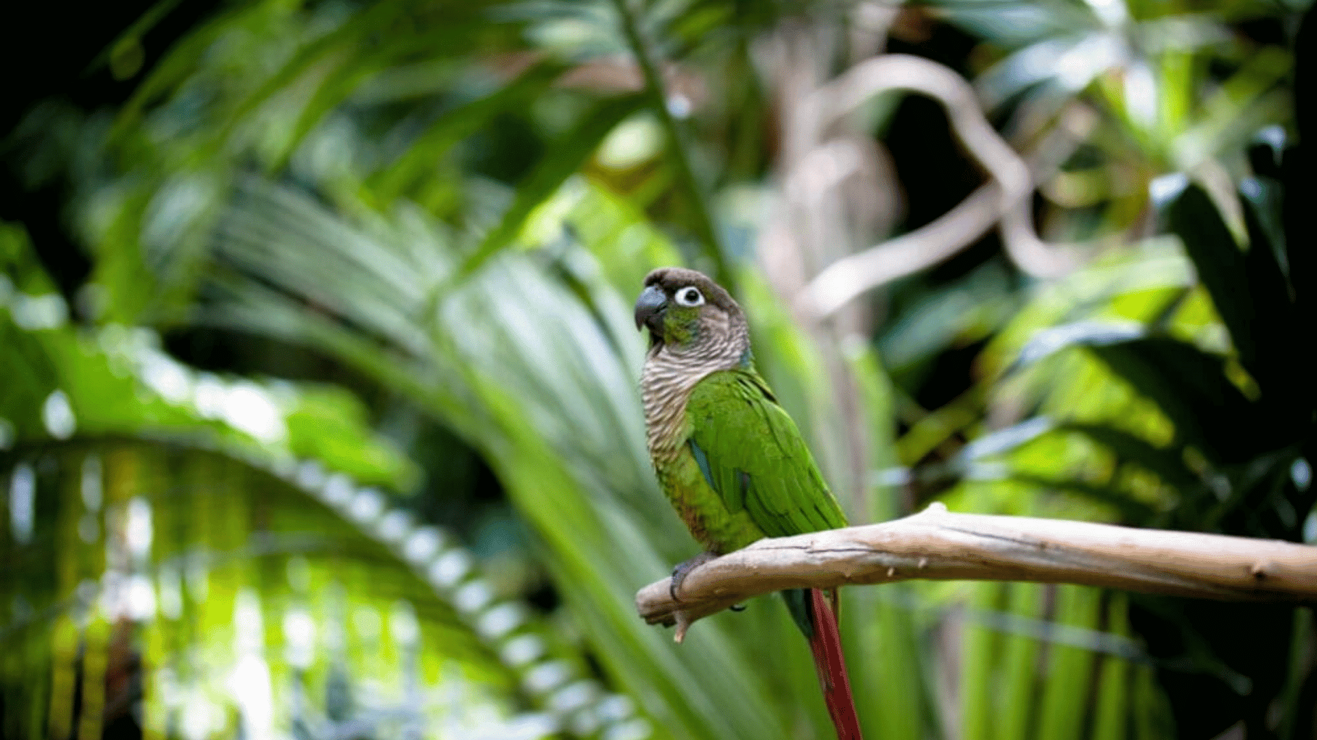 green parrot perched on a branch surrounded by lush tropical foliage in a natural forest setting