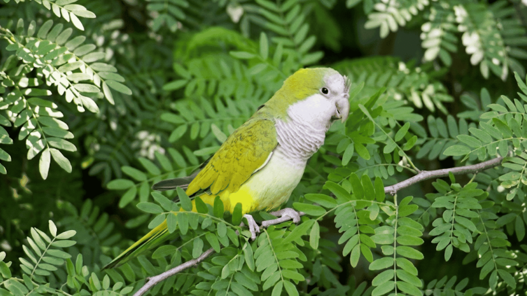 green parrot resting on a thin branch surrounded by bright green leaves in a lush natural garden setting