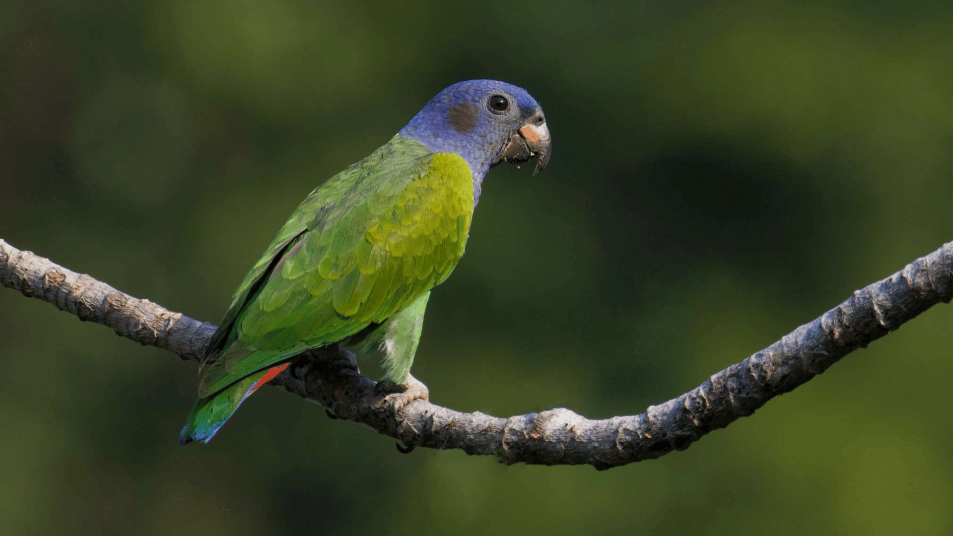 green pionus parrot with a blue head perched on a tree branch against a soft natural forest background