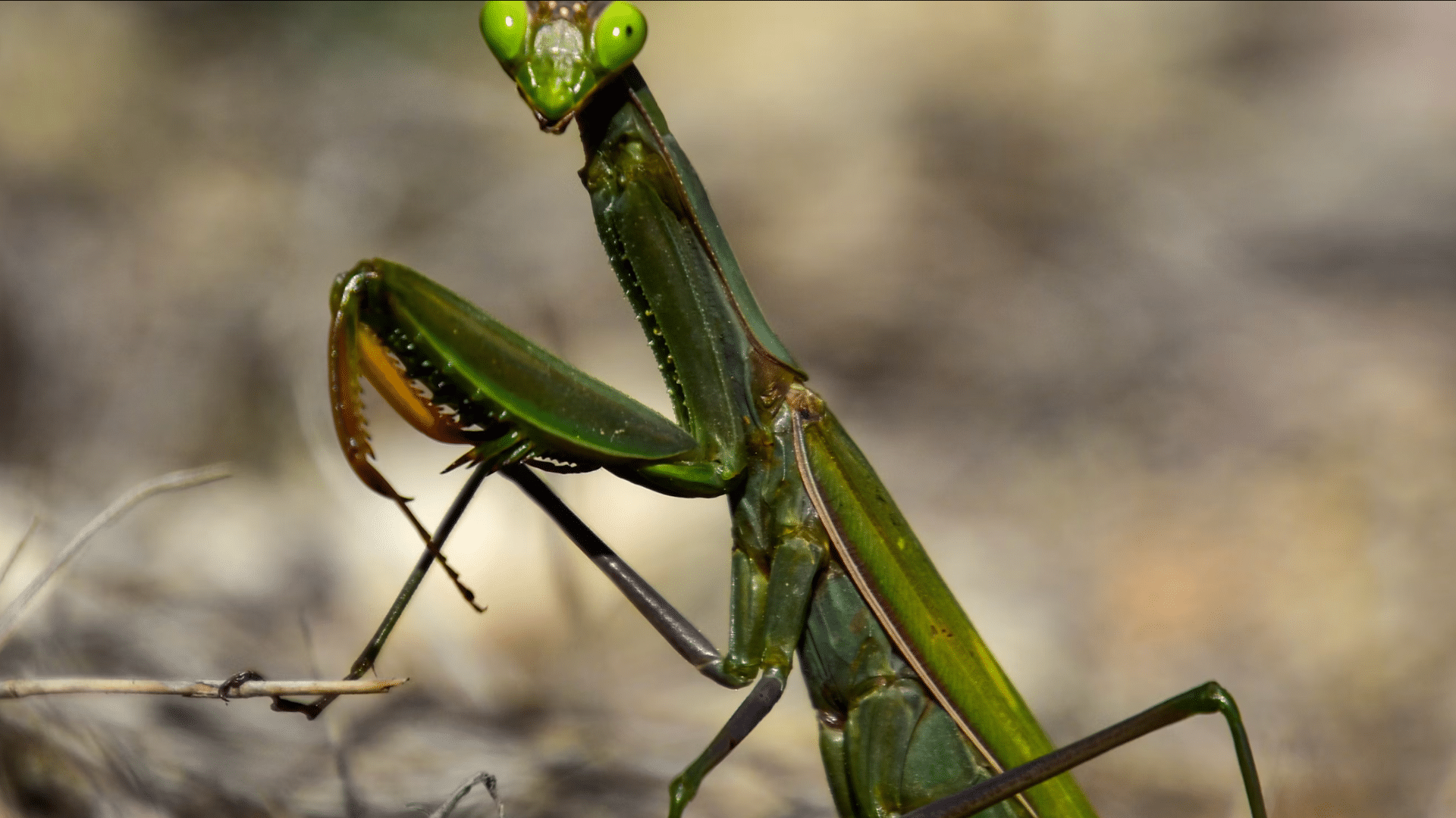 green praying mantis standing among dry twigs with folded spiny forelegs and bright eyes on a blurred natural background