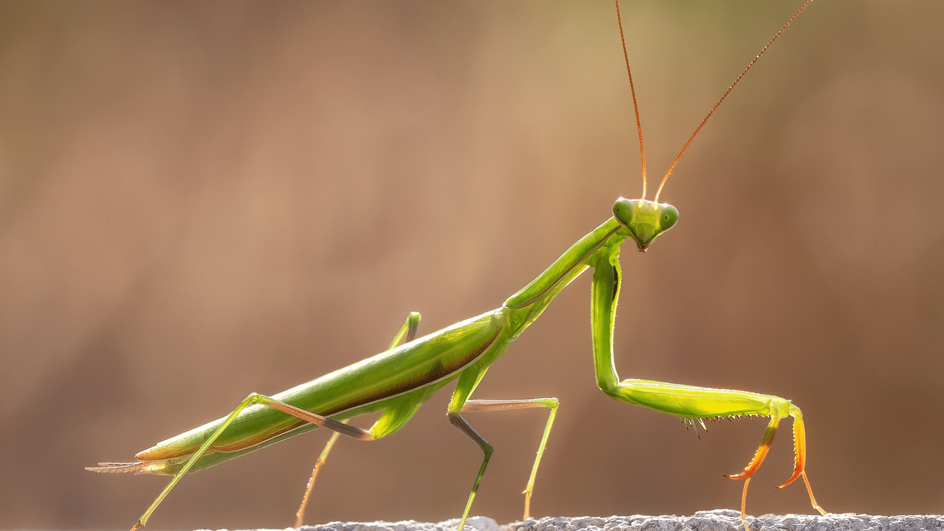 green praying mantis standing on a rough surface with folded forelegs against a soft blurred background