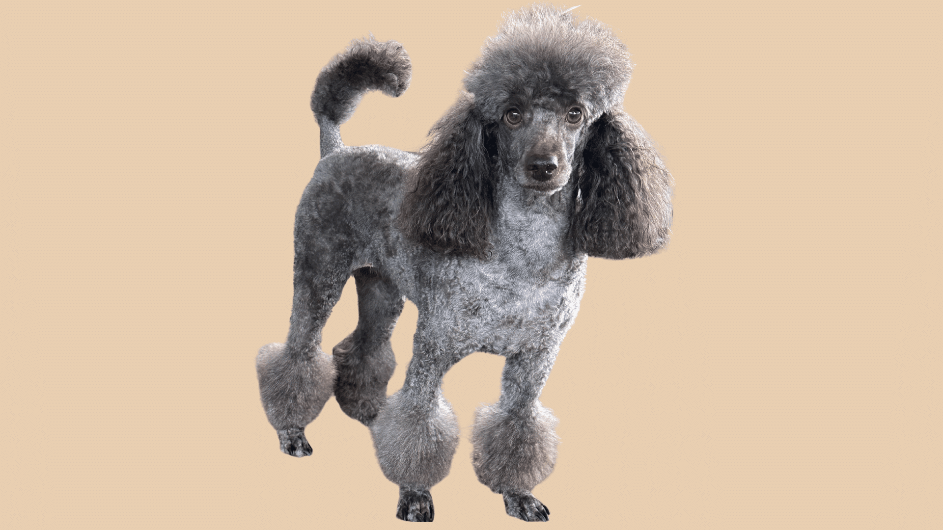 grey  poodle with a bikini cut