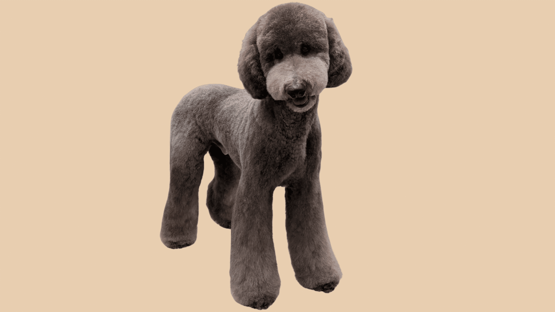 grey poodle with an asian fusion cut