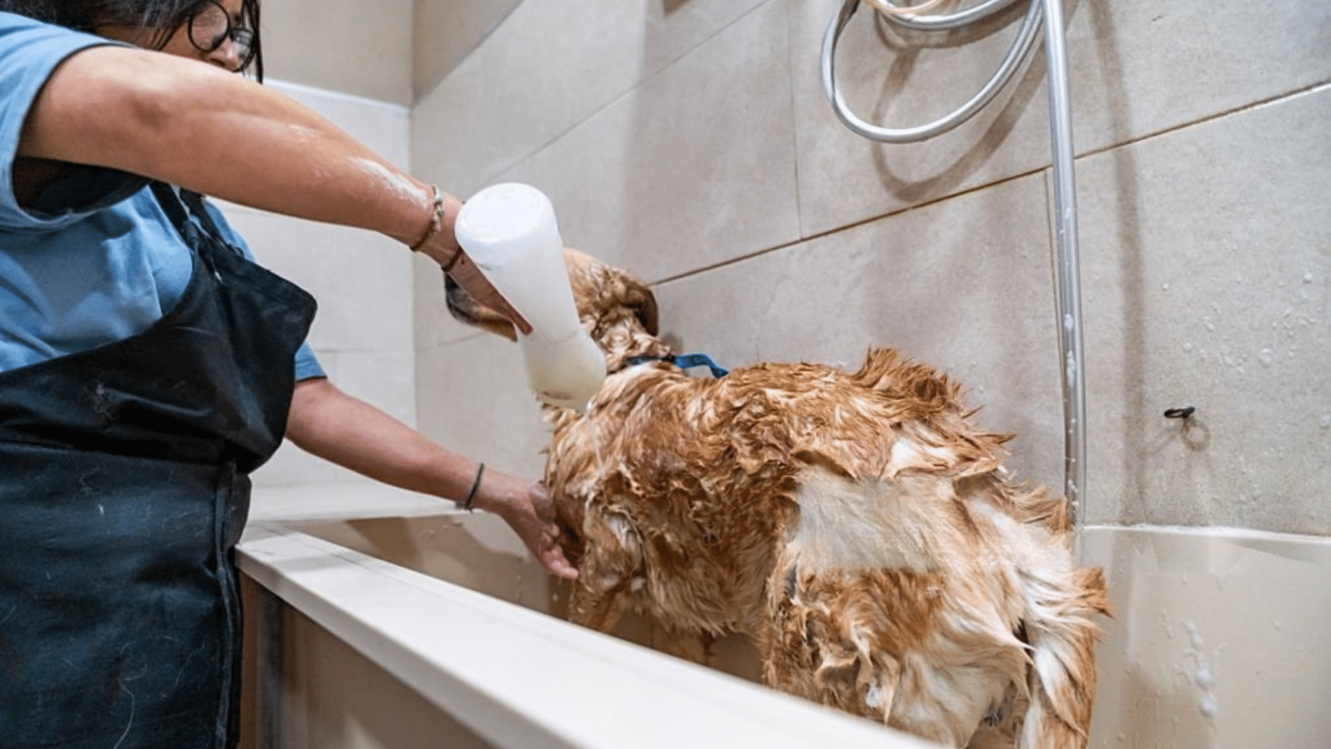 groomer washing a wet dog in a tiled bath station