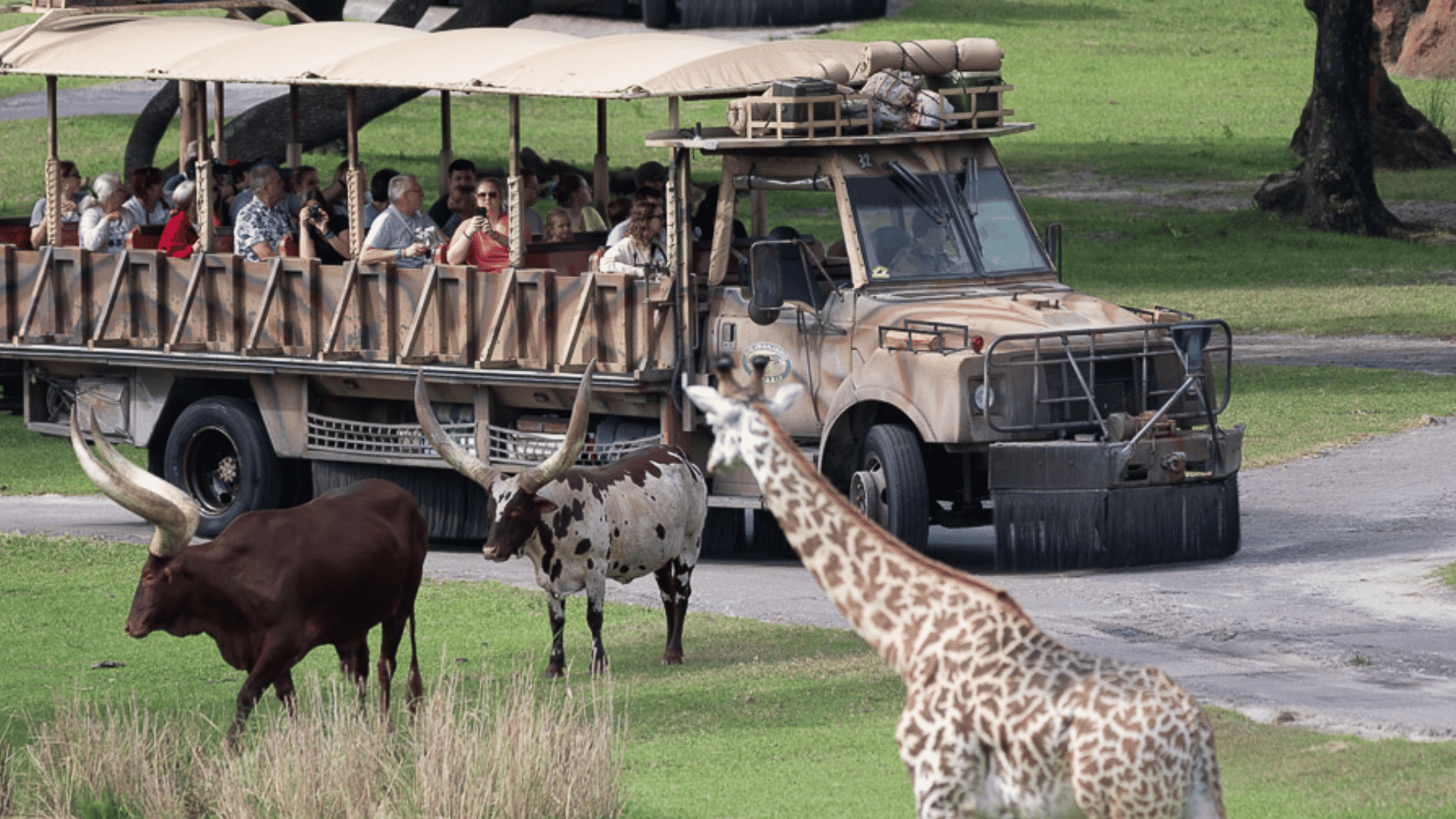 guests ride a safari truck through open grasslands as a giraffe and horned cattle roam across the savanna at animal kingdom safari