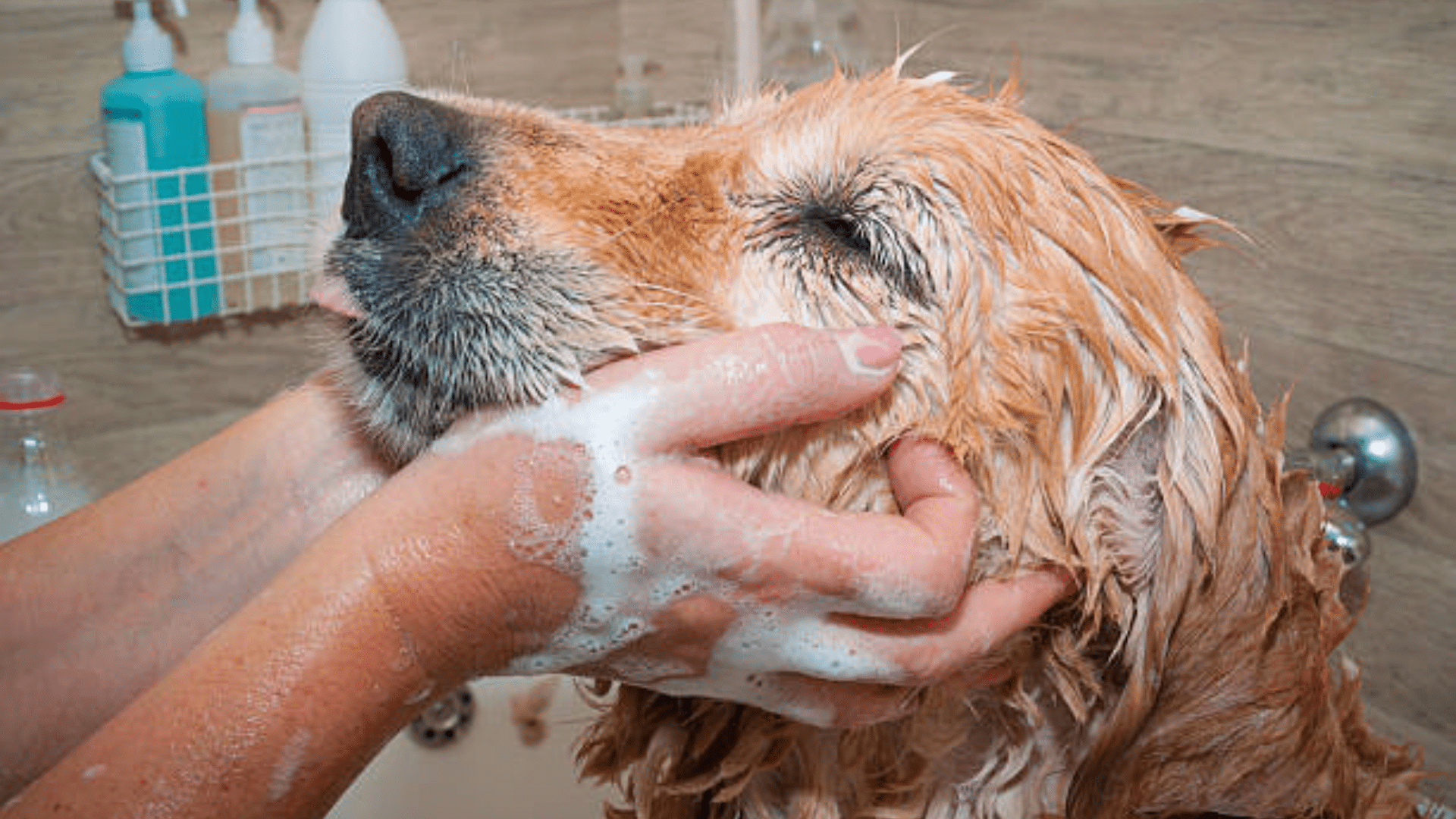 hands washing a wet golden dog with shampoo