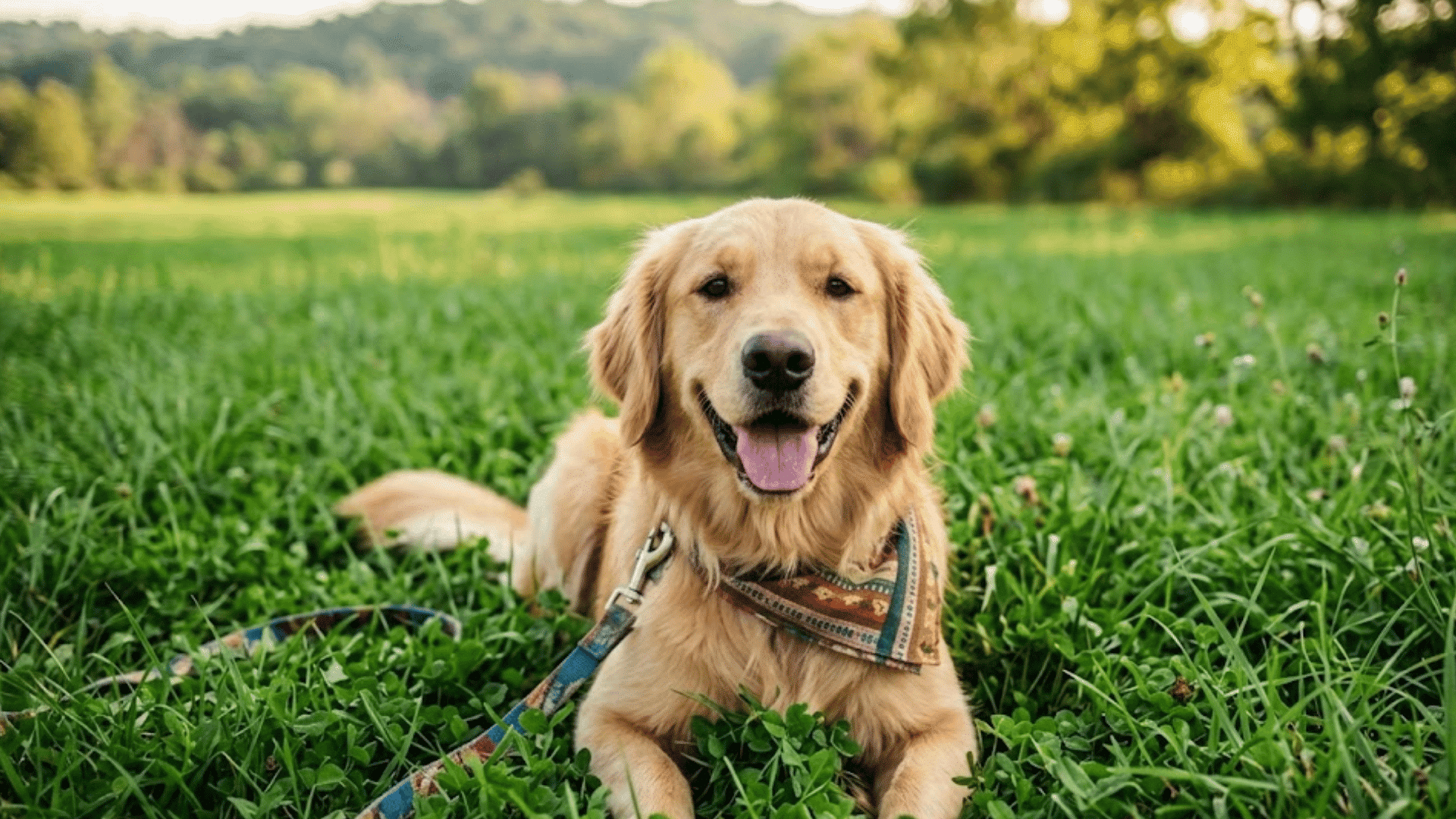happy golden retriever lying in green grass wearing a bandana in a sunny field with trees behind