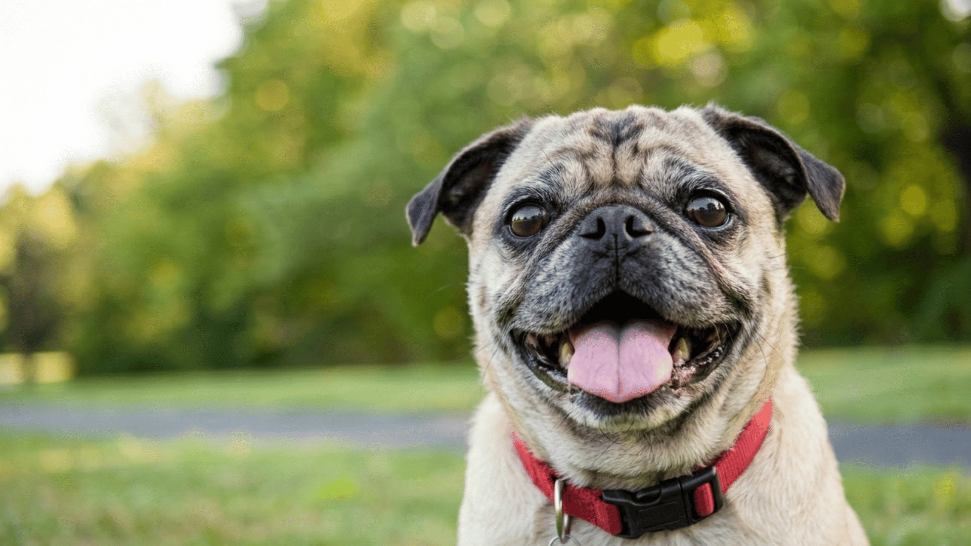 happy pug wearing a red collar panting outdoors on green grass with trees and soft sunlight in the background