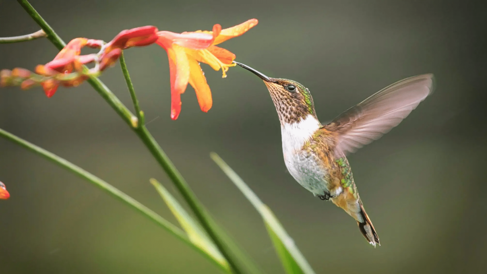 hummingbird hovering beside an orange flower while feeding with its long beak and rapidly moving wings