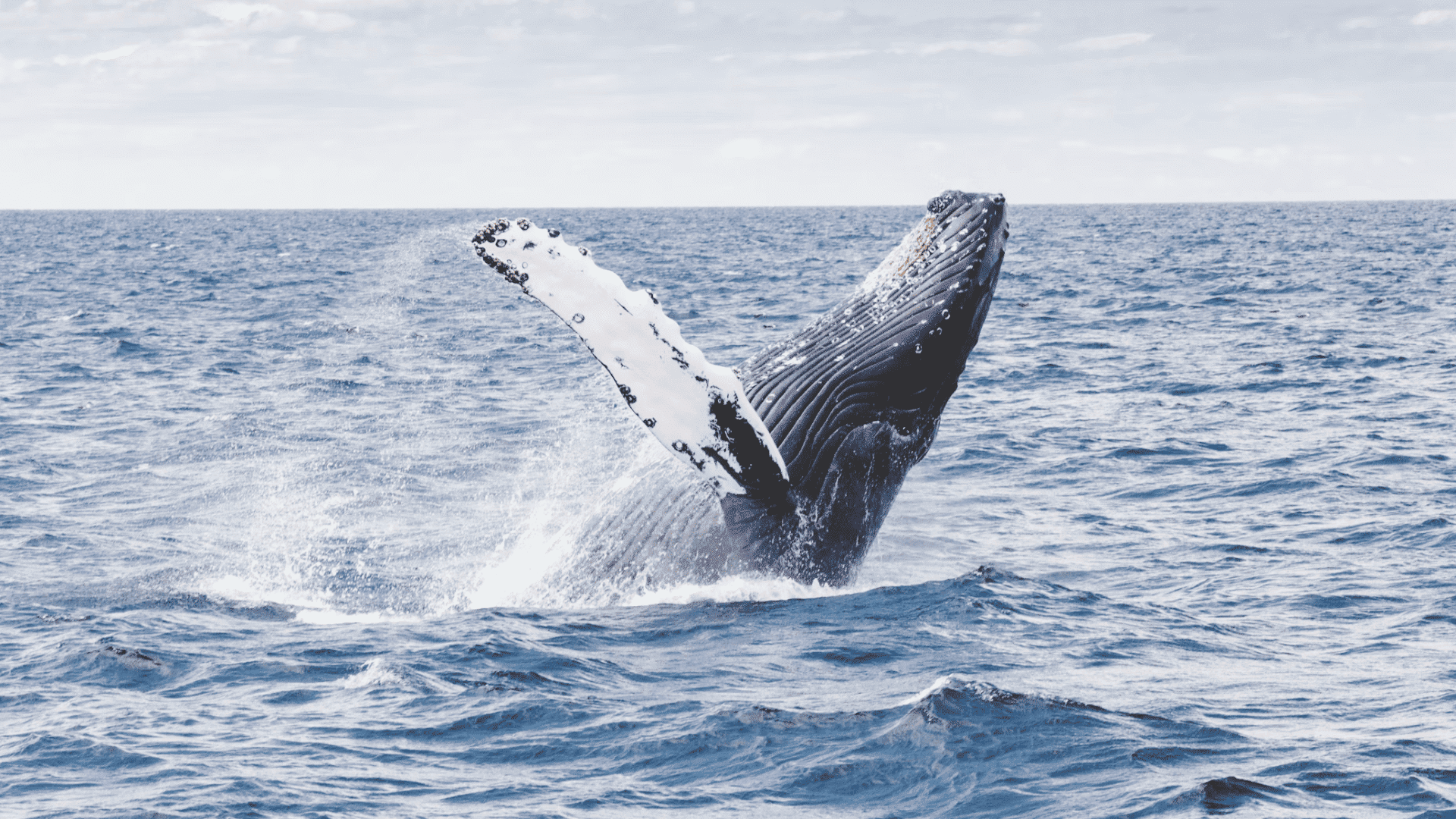 humpback whale breaching above the ocean surface with water splashing around under a cloudy daytime sky