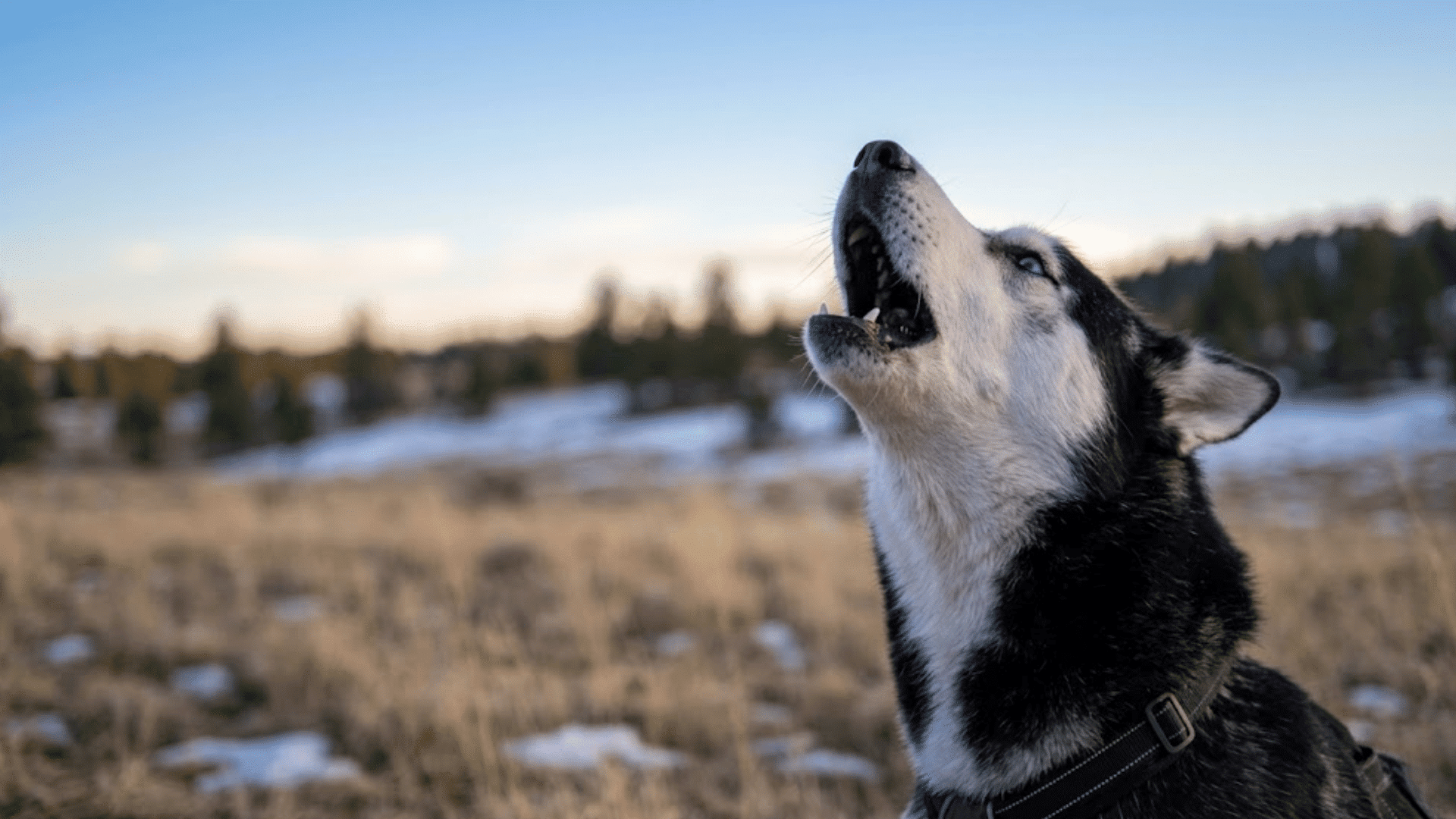 husky dog howling outdoors in an open snowy field during evening light with trees blurred in background