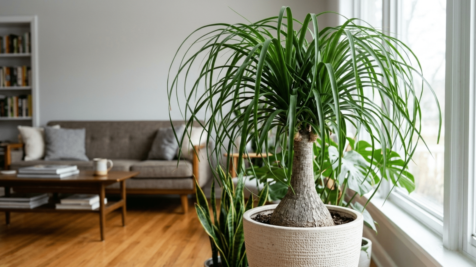 indoor ponytail palm with bulb base and long leaves