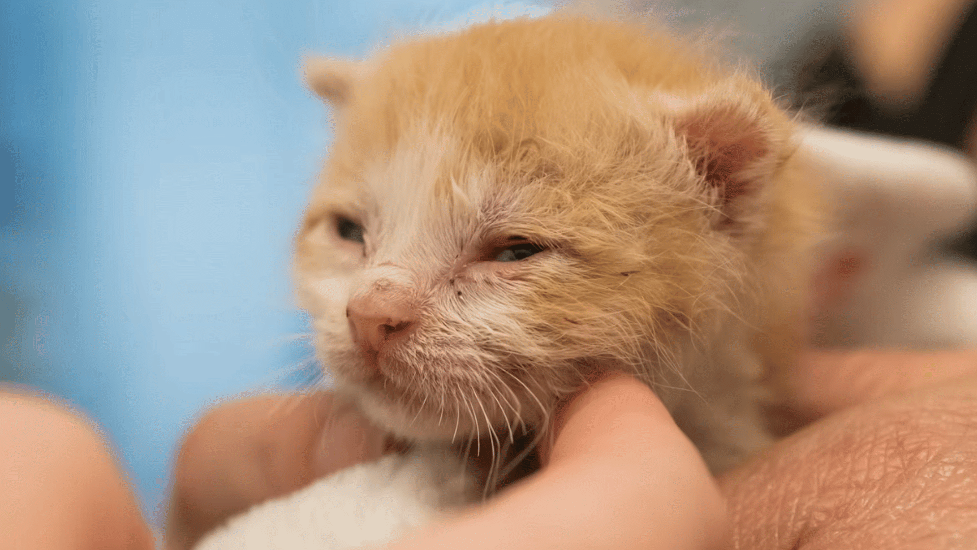 kitten eyes starting to open during early development stage