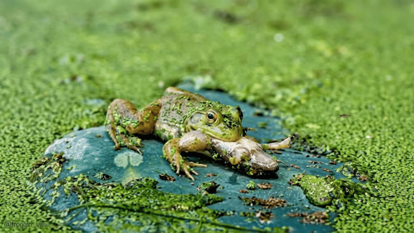 large frog sitting on muddy wetland edge with another frog in its mouth beside a marsh covered in plants