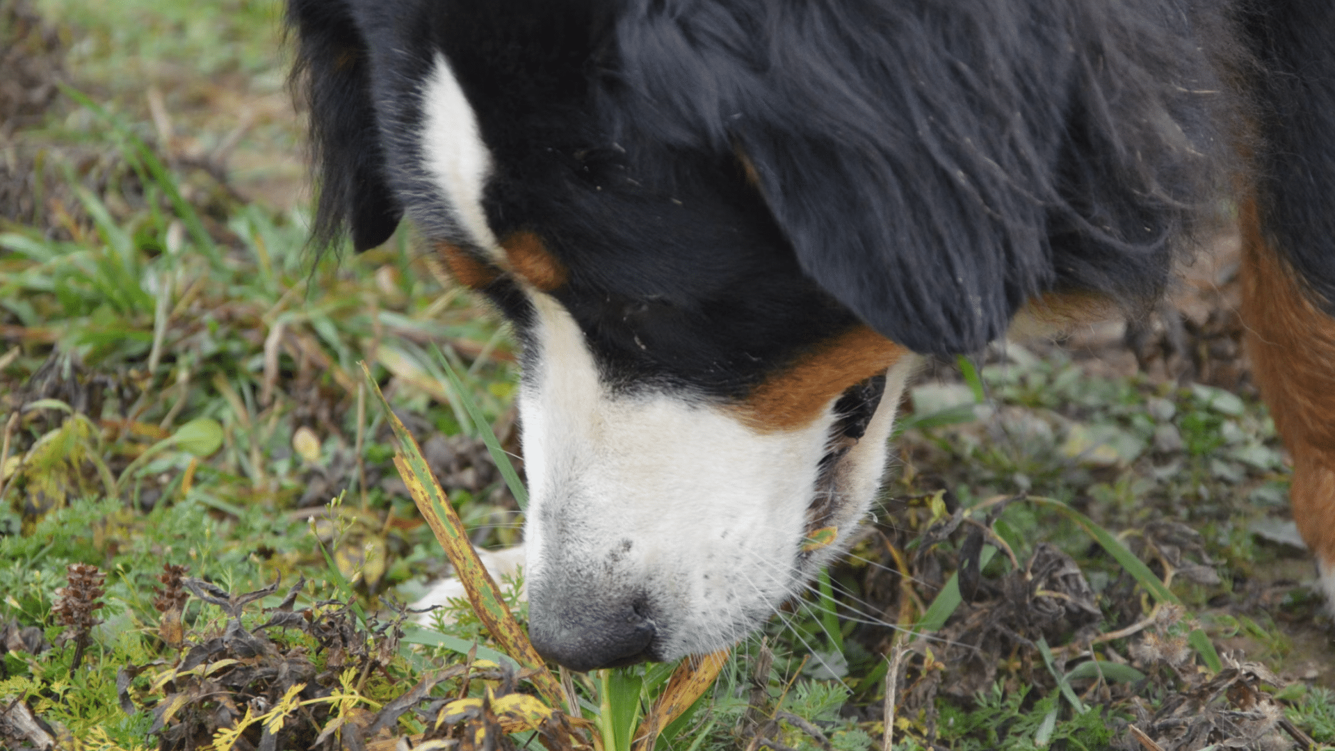 large tricolor dog lowering its head to sniff and nibble grass among plants and dried leaves outdoors