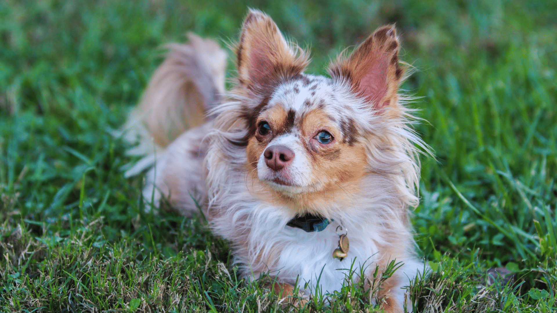 long haired chihuahua with a merle coat resting on green grass with alert ears and bright eyes wearing a collar